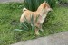Champion litter of Shiba inu obrázok 2