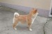 Champion litter of Shiba inu obrázok 3