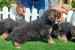 German Shepherd Dog puppies obrázok 1