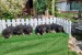 German Shepherd Dog puppies obrázok 2