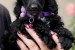 Boy black poodle obrázok 1