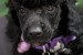 Boy black poodle obrázok 2