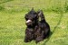 Scottish terrier puppies obrázok 1