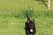 Scottish terrier puppies obrázok 2