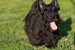 Scottish terrier puppies obrázok 3