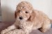 Miniature Poodles for sale obrázok 1