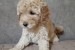 Miniature Poodles for sale obrázok 2