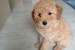 Miniature Poodles for sale obrázok 3
