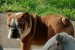 English bulldog obrázok 1