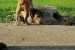 English bulldog obrázok 2