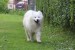 Samojed Šteniatko obrázok 1