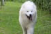 Samojed Šteniatko obrázok 2
