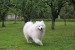 Samojed Šteniatko obrázok 3