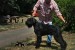 Giant schnauzer adult male for sale obrázok 1