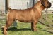 Juhoafrický mastif – Šteniatka Boerboel obrázok 1