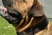 Juhoafrický mastif – Šteniatka Boerboel obrázok 2
