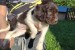 Little Minsterlander puppies obrázok 3