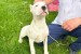Female Dogo Argentino obrázok 1