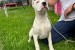 Female Dogo Argentino obrázok 2
