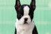 Boston terrier Puppies obrázok 1