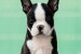 Boston terrier Puppies obrázok 2