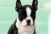 Boston terrier Puppies obrázok 3