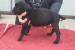 Cane Corso obrázok 1