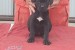 Cane Corso obrázok 2