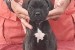 Cane Corso obrázok 3