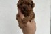 Toy red poodles! obrázok 2