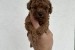 Toy red poodles! obrázok 3
