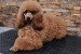 Miniature poodle puppies obrázok 1