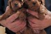 Miniature poodle puppies obrázok 2