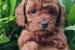 Miniature poodle puppies obrázok 3