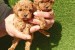 Toy poodle obrázok 1