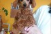 Toy poodle obrázok 2