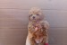 Toy poodle obrázok 3