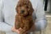 Mini red poodles! obrázok 1