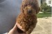 Mini red poodles! obrázok 2
