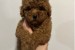 Mini red poodles! obrázok 3