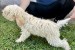 Lagoto Romagnola puppies available obrázok 1