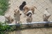 Lagoto Romagnola puppies available obrázok 3