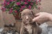 American Bully XL šteniatka na predaj obrázok 1