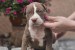 American Bully XL šteniatka na predaj obrázok 3