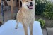 Champion litter of Shiba inu obrázok 2
