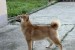 Champion litter of Shiba inu obrázok 3