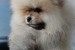 A beautiful bearish Pomeranian puppy obrázok 1