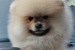 A beautiful bearish Pomeranian puppy obrázok 2