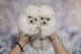 A beautiful bearish Pomeranian puppy obrázok 3