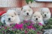 Chow Chow Chow obrázok 2